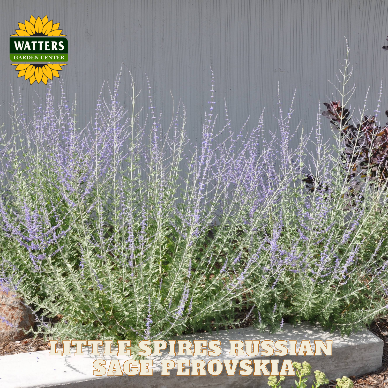 Russian Sage Perovskia plant with Watters Garden Center logo in the corner.
