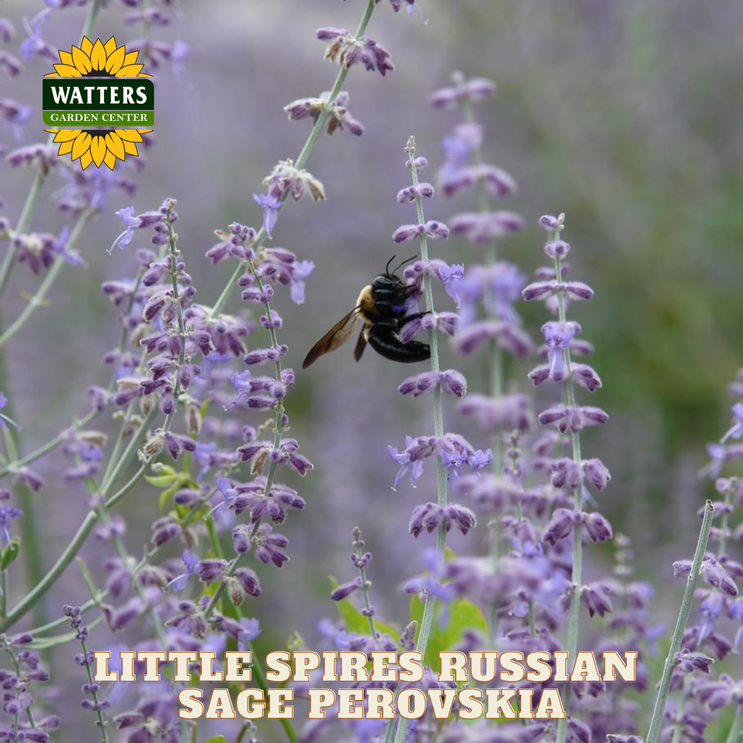 Purple flowers with a bee and Watters Garden Center logo, featuring 'Little Spires Russian Sage Perovskia'.