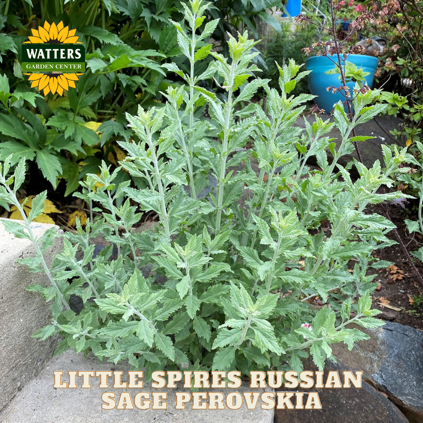 Green plant labeled 'Little Spires Russian Sage Perovskia' with Watters Garden Center logo.