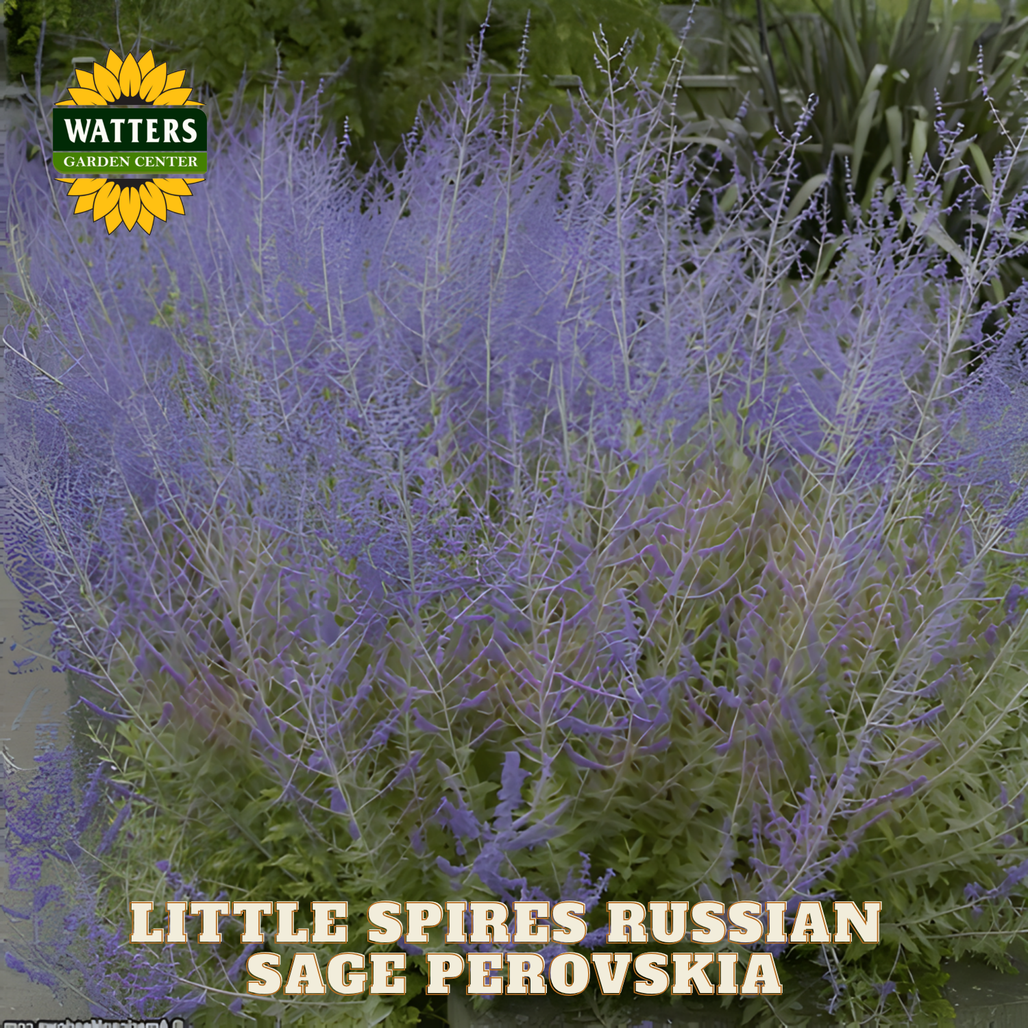 Purple flowering plants with Watters Garden Center logo and plant name text.
