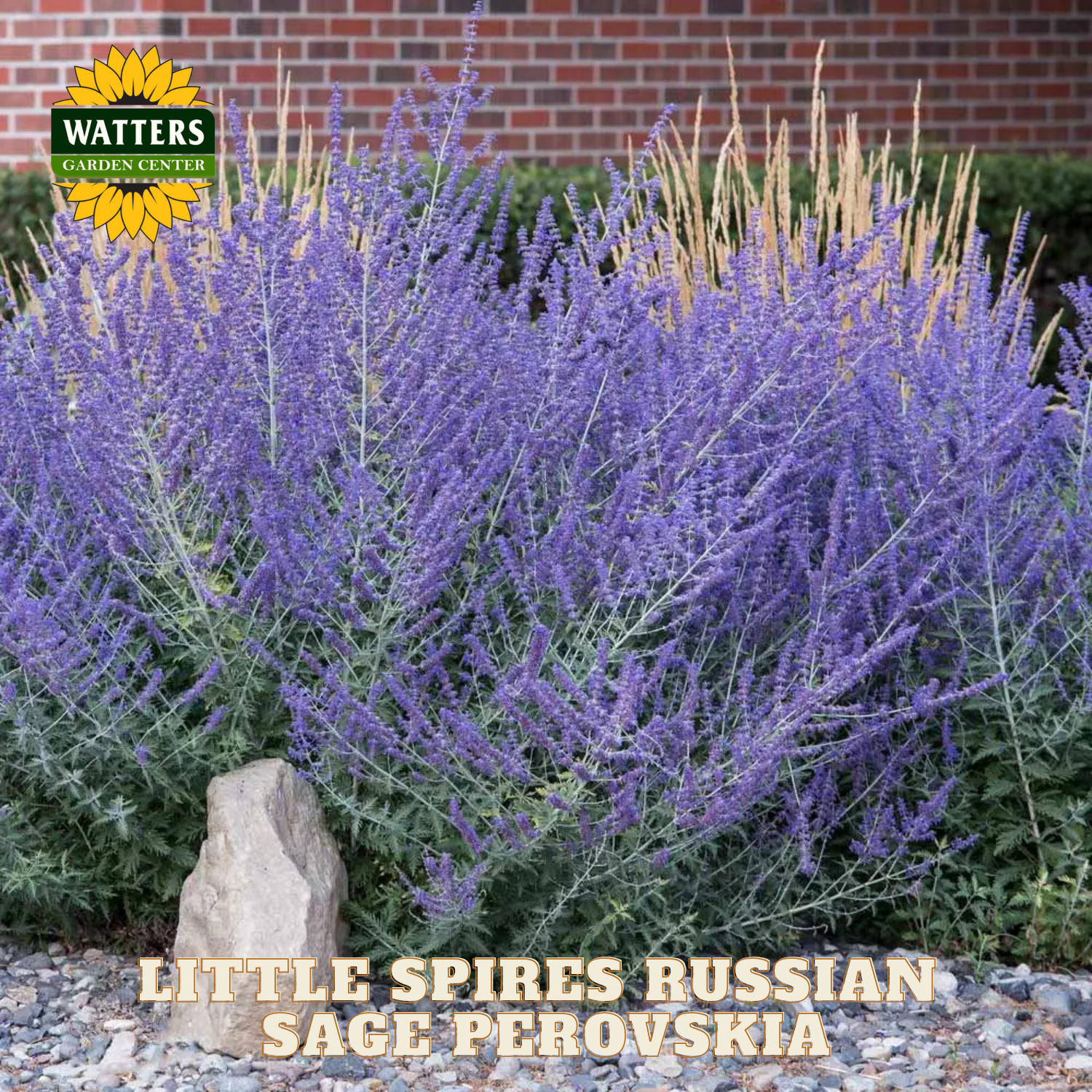 Purple flowering plant with a brick wall and 'Watters Garden Center' logo in the background.