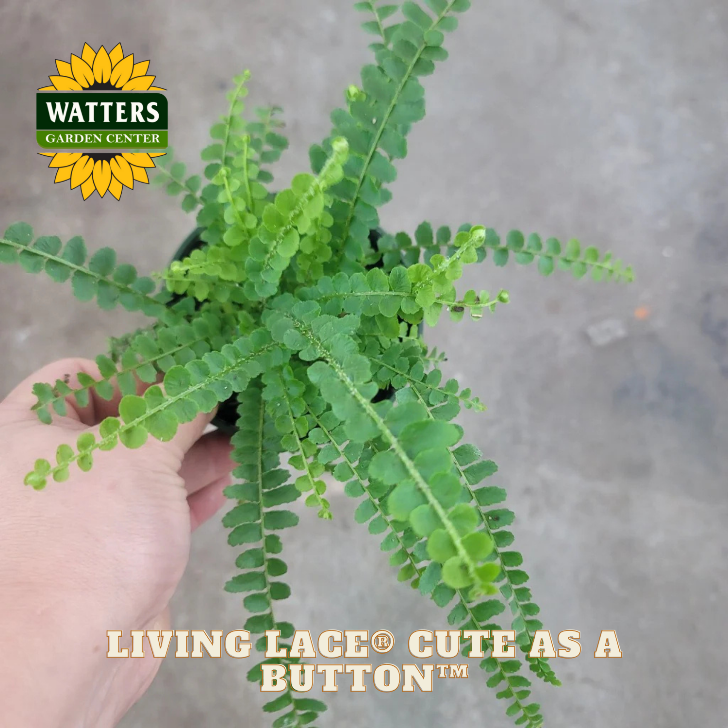 Hand holding a potted fern with Watters Garden Center branding.