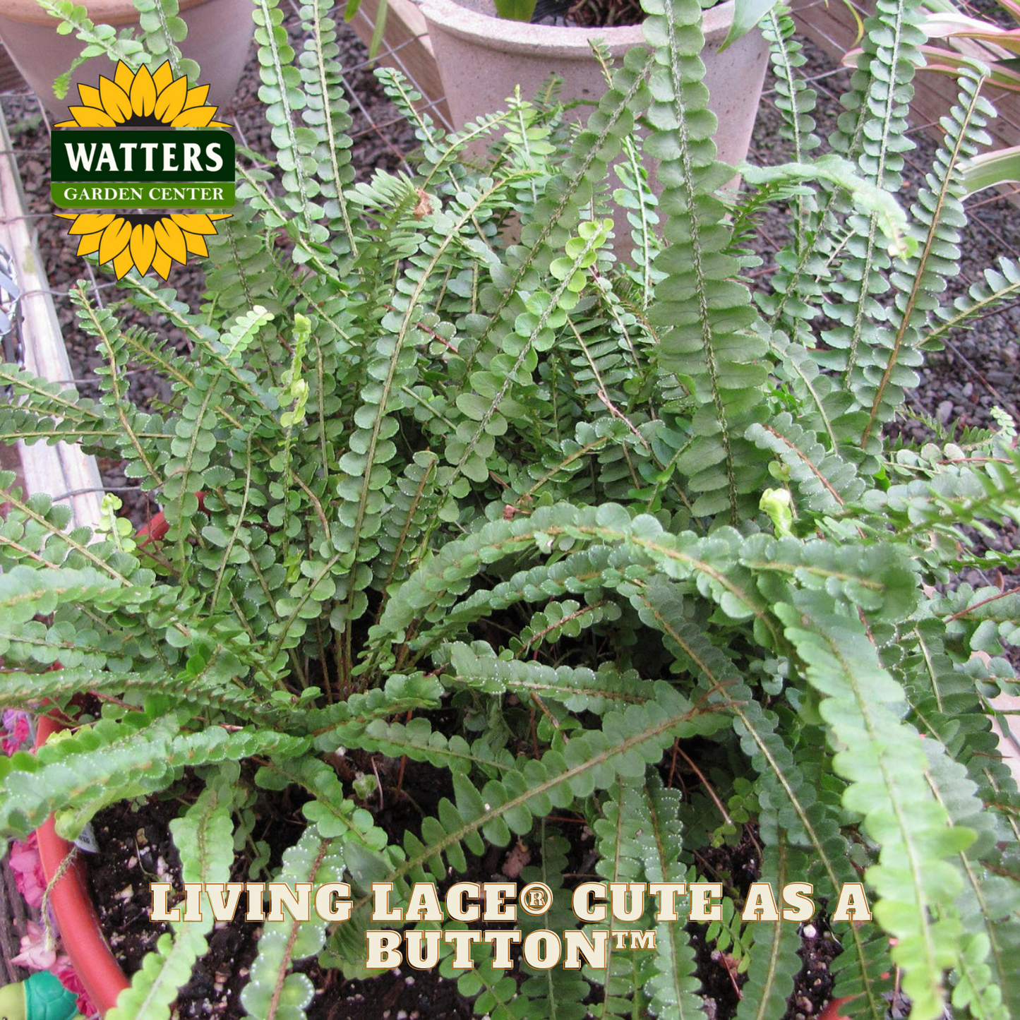 Fern plant with Watters Garden Center logo and 'Living Ledge Cute as a Button' text.