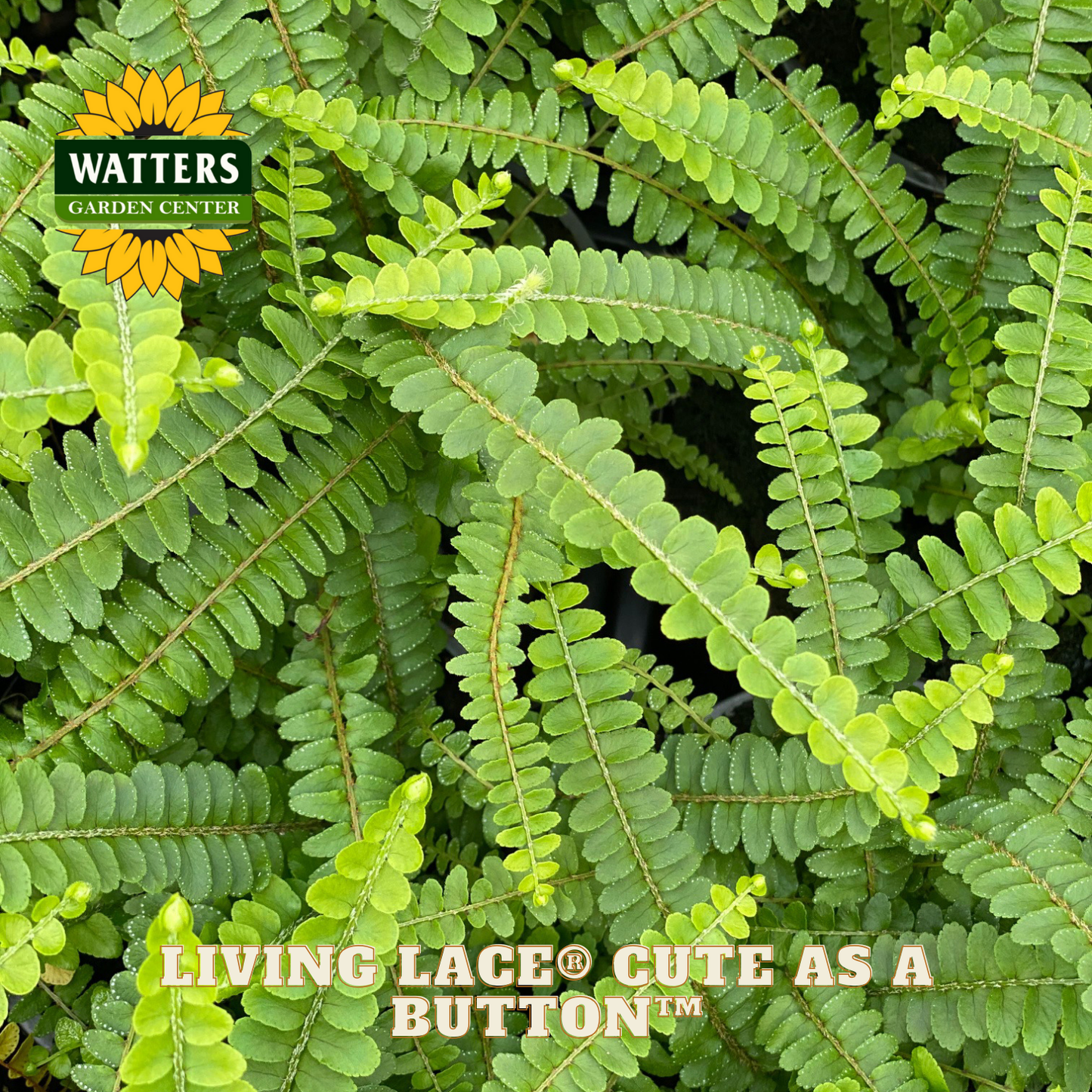 Close-up of green fern leaves with Watters Garden Center logo and 'Living Légeè Cute as a Button' text.