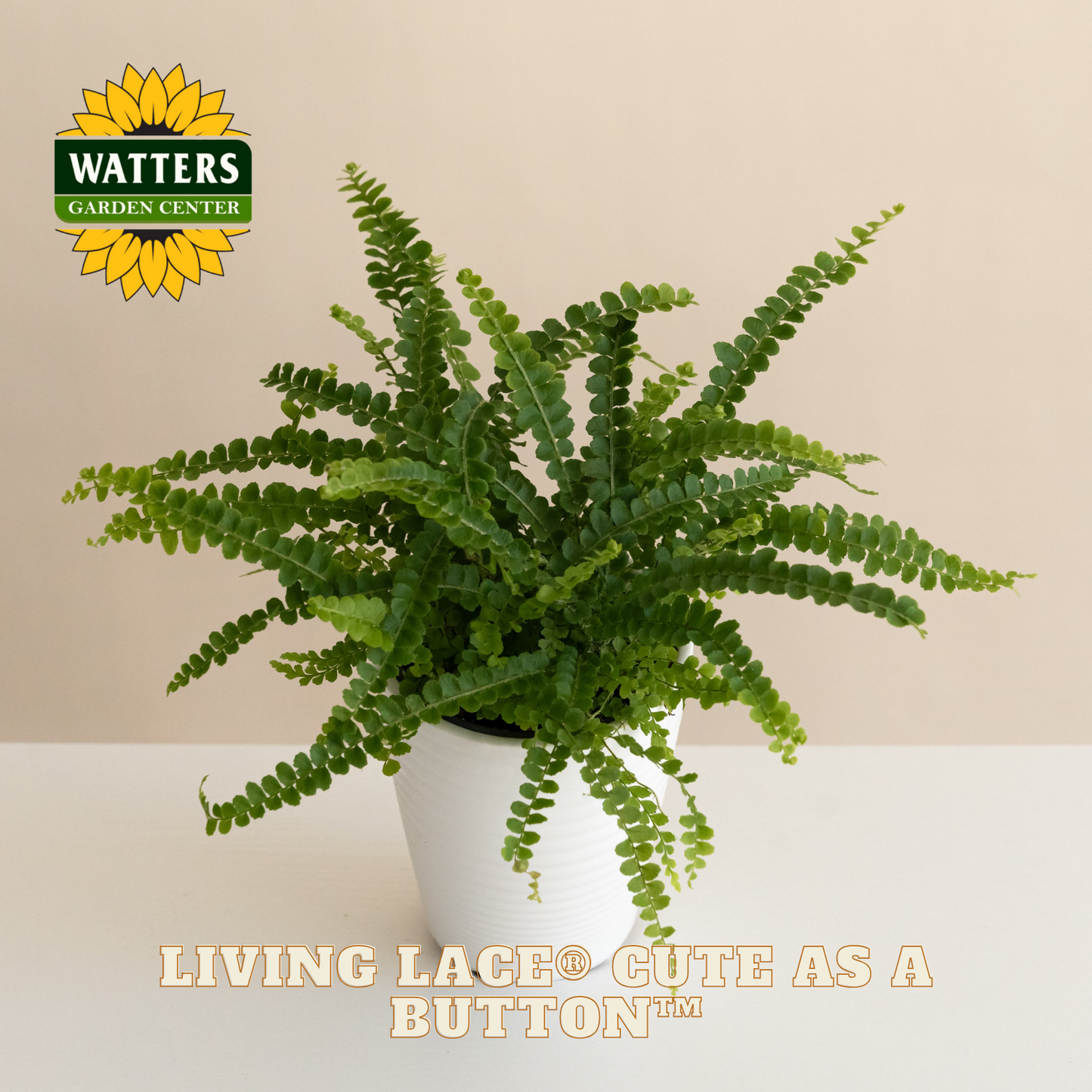 Potted fern plant with Watters Garden Center logo and text on a beige background