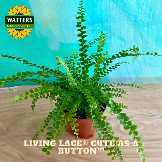 Potted plant with 'Watters Garden Center' logo and text on a wooden surface.