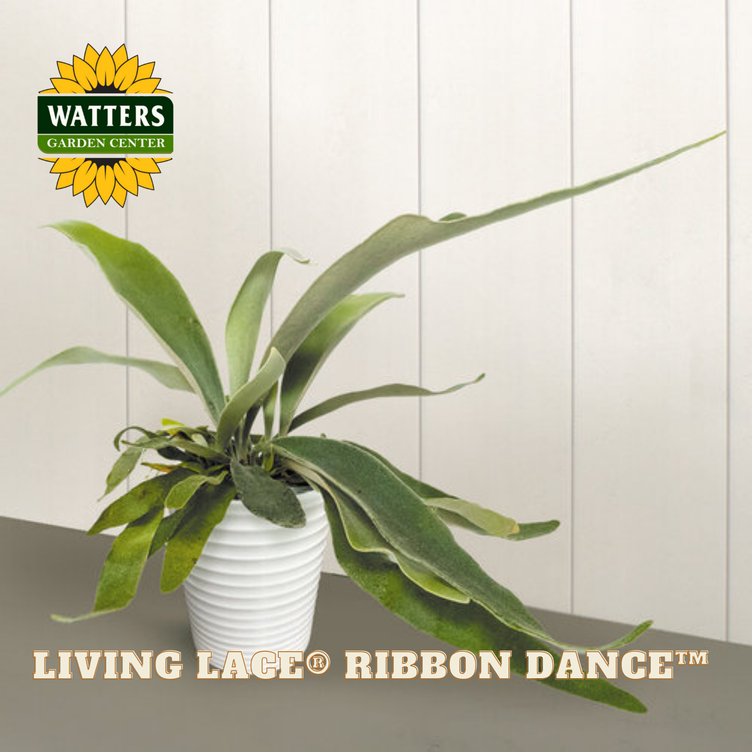 Potted plant with Watters Garden Center logo and 'Living Lége Ribbon Dance' text on a white wooden background