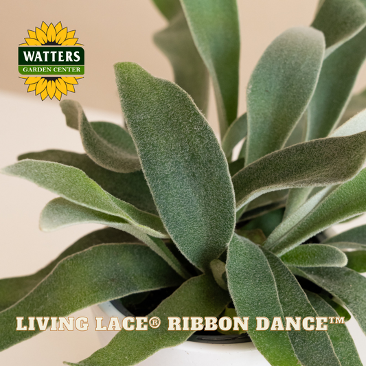 Close-up of a green plant with Watters Garden Center branding.