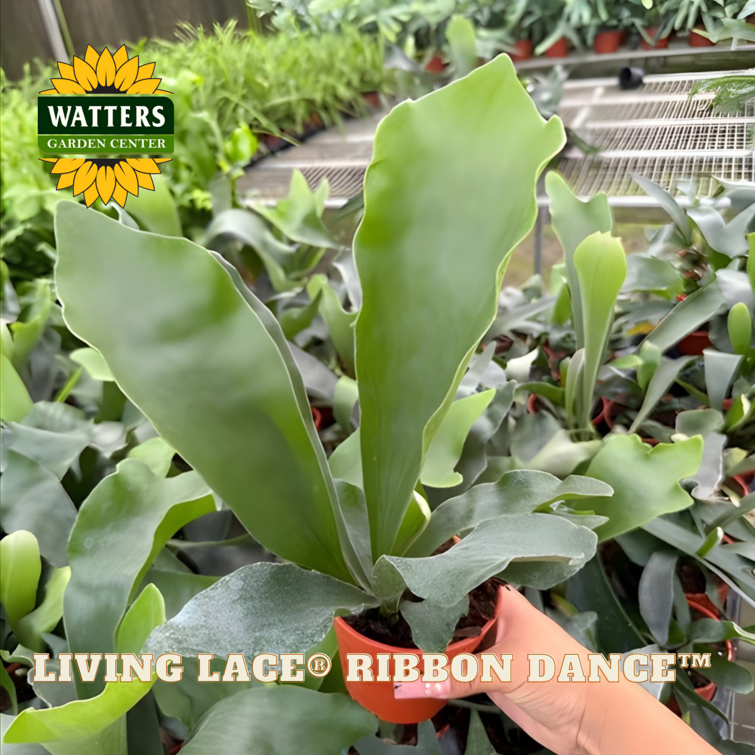 Hand holding a potted plant labeled 'Living Lace Ribbon Dance' with Watters Garden Center branding.