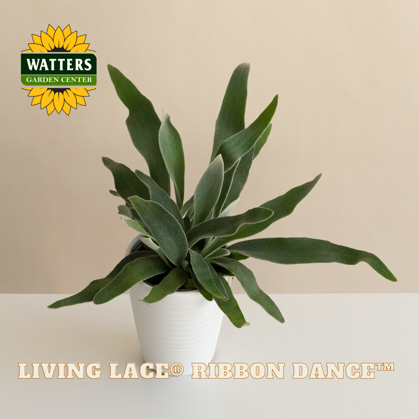 Potted plant with Watters Garden Center logo and product name on a beige background