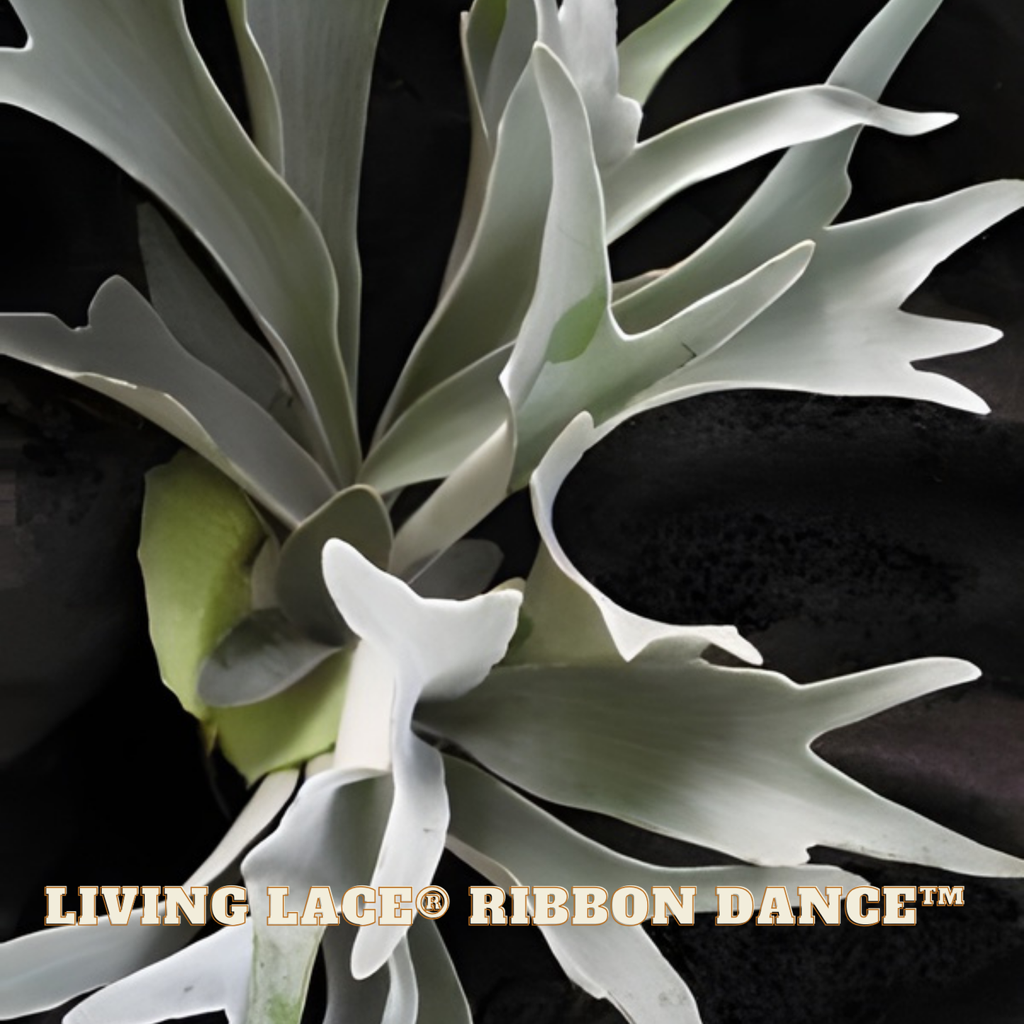 Close-up of a staghorn fern with 'Living Lace Ribbon Dance' text.