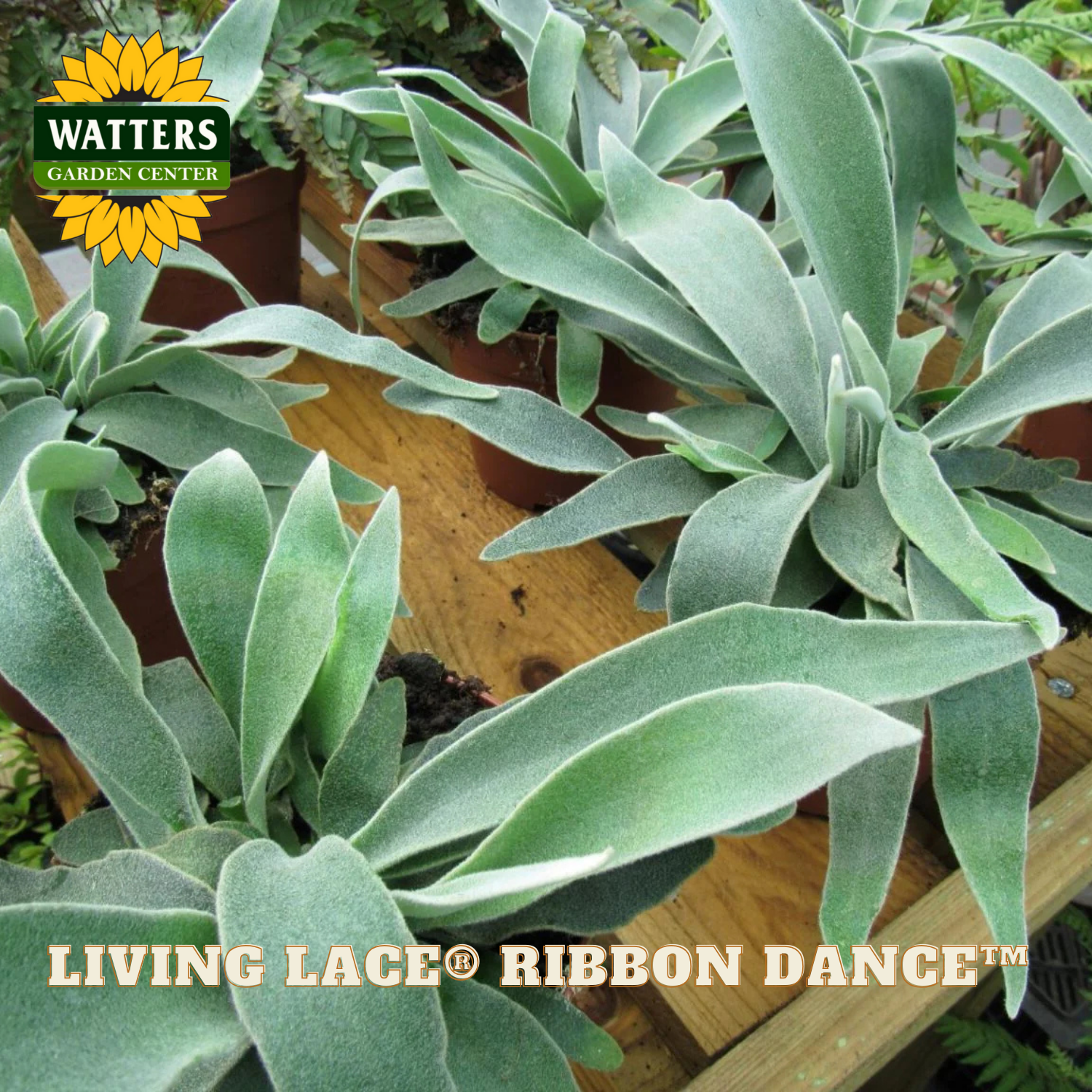 Green plants with 'Watters Garden Center' logo and 'Living Lace Ribbon Dance' branding.