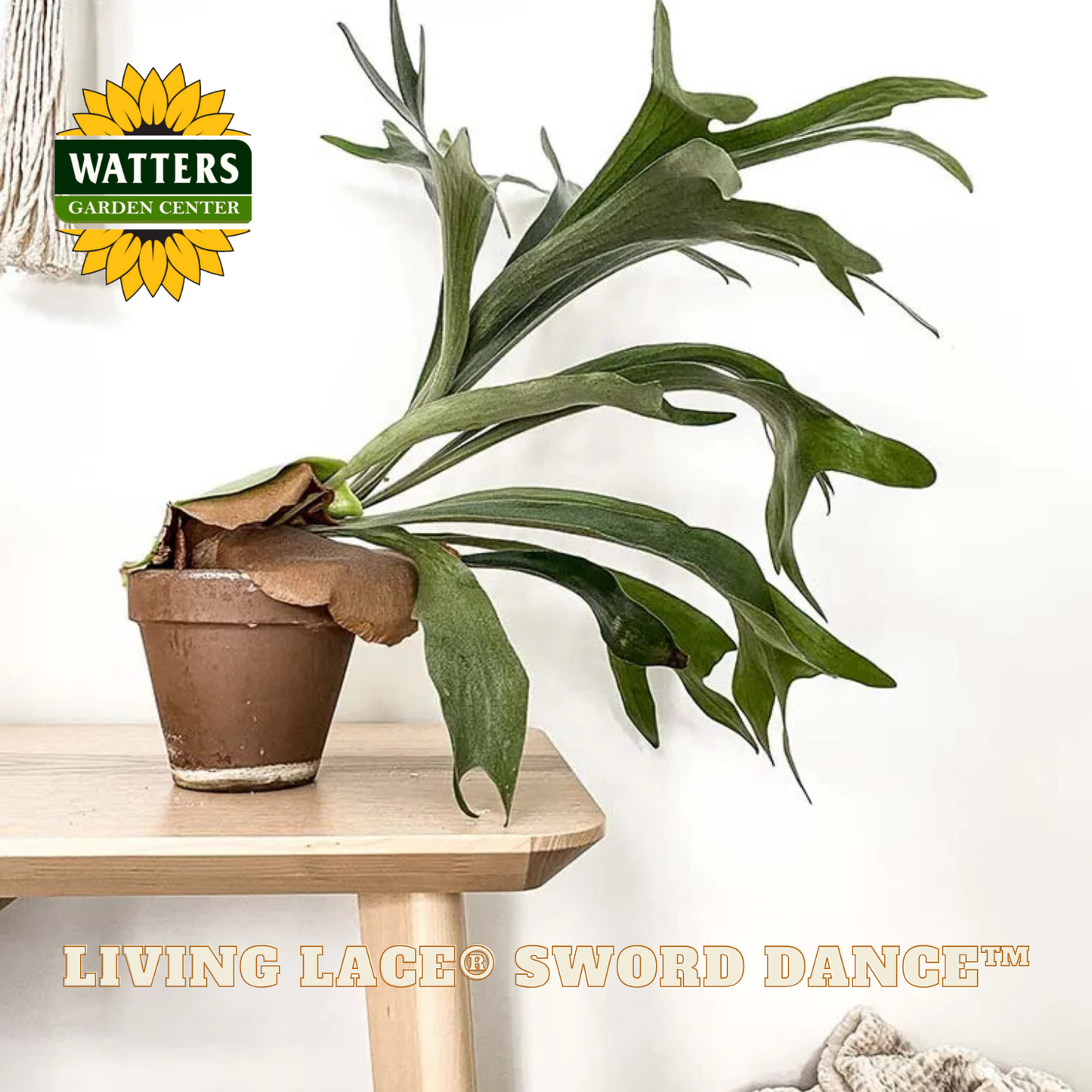 Potted plant on a wooden table with Watters Garden Center logo above it.