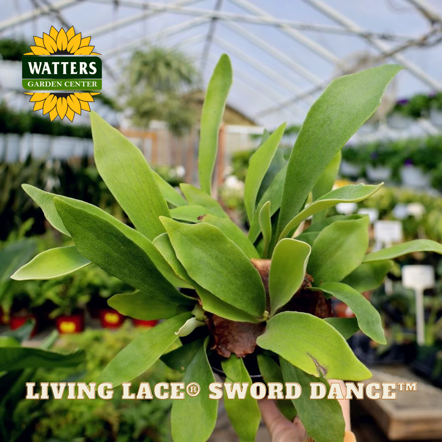 Green plant labeled 'Living Lace Sword Dance' with Watters Garden Center logo in a greenhouse setting.