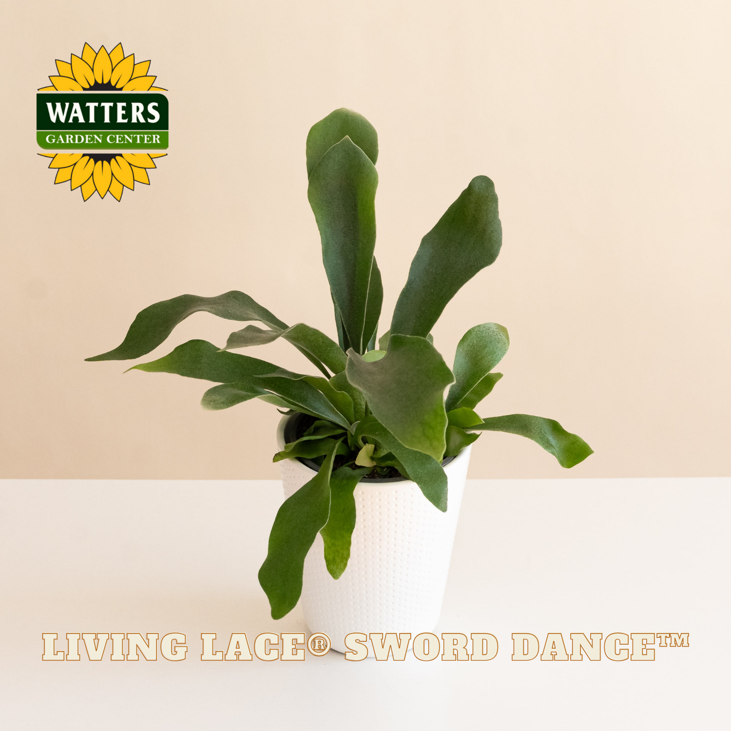 Potted plant with Watters Garden Center logo on a beige background