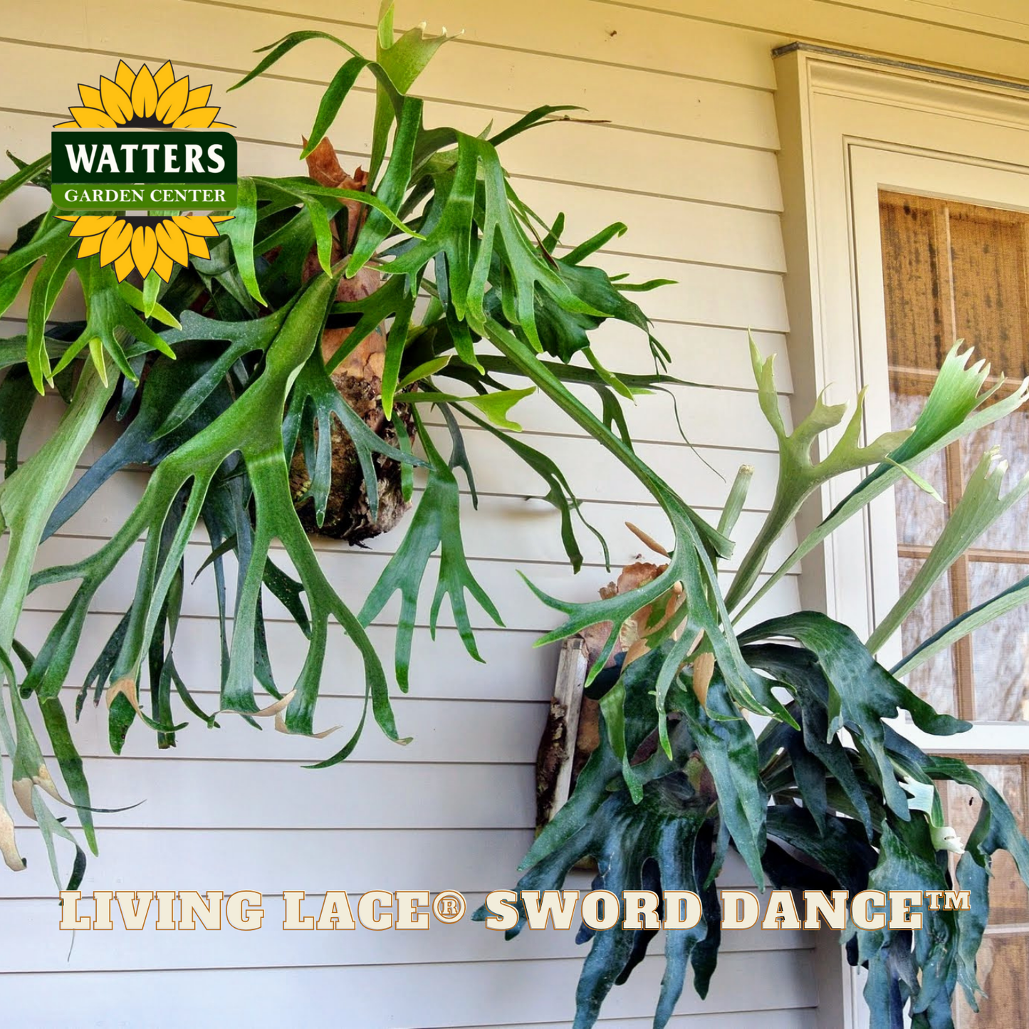 Staghorn ferns in front of a building with Watters Garden Center branding.