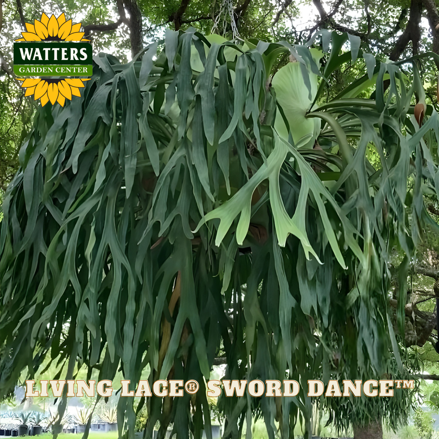 Green staghorn fern with Watters Garden Center branding