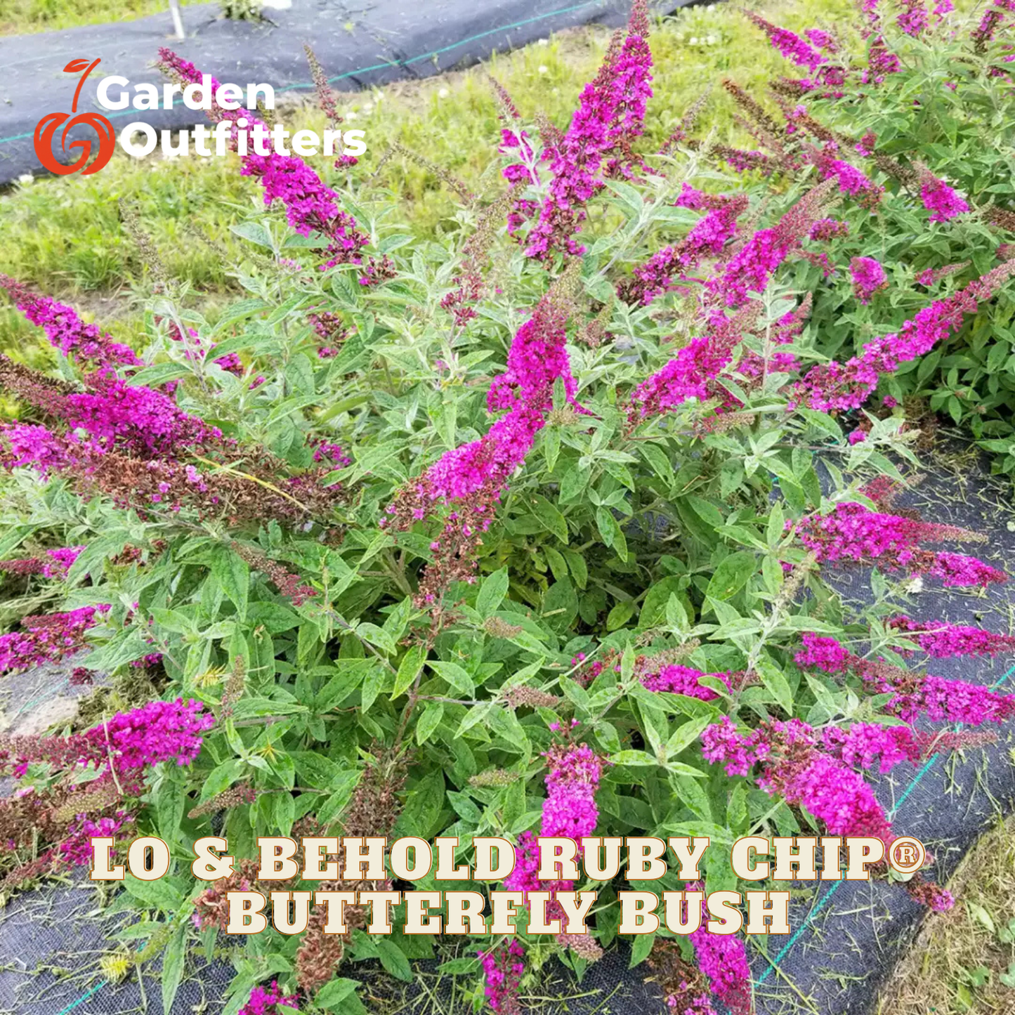 Ruby Chip Butterfly Bush with bright pink-purple flowers and green foliage, shown growing outdoors on black landscape fabric. Text overlays read 'Garden Outfitters' and 'LO & BEHOLD RUBY CHIP BUTTERFLY BUSH'.