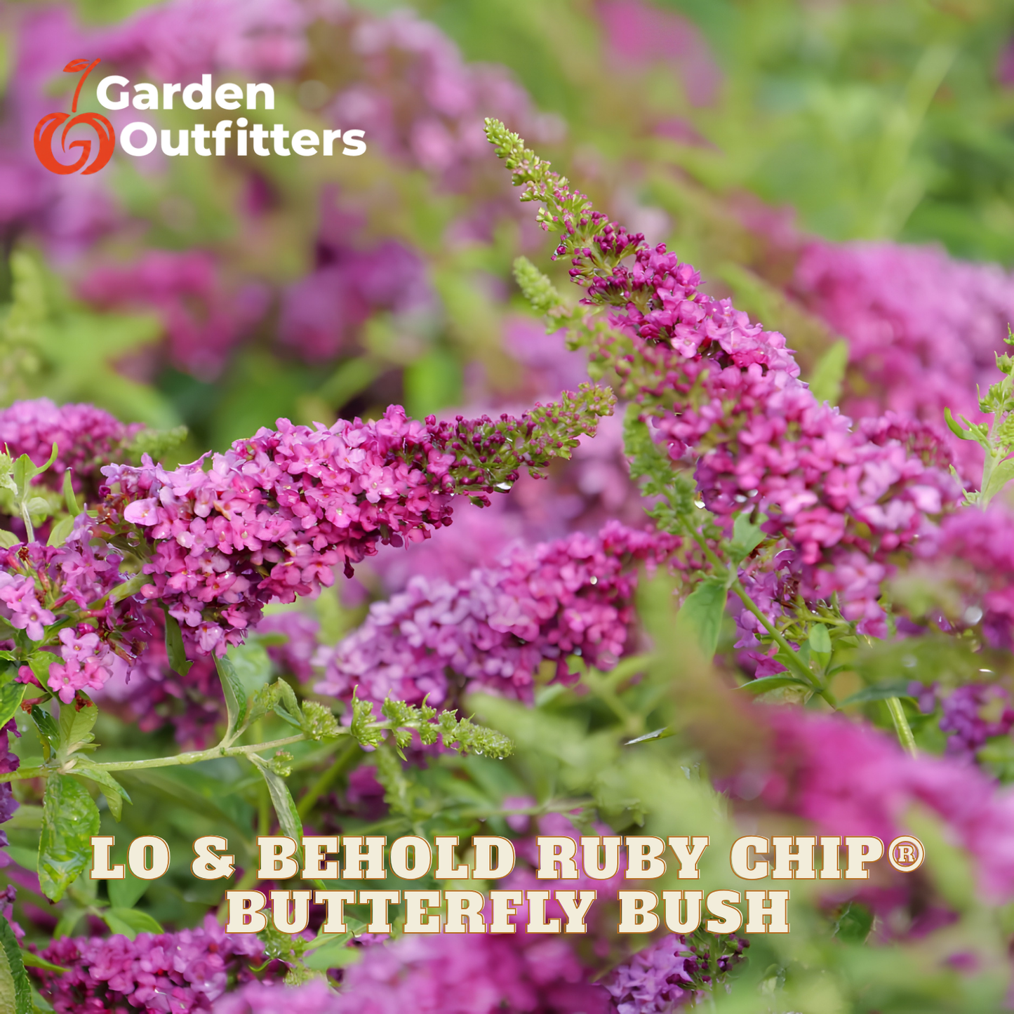Blooming pinkish-purple butterfly bush flowers with green leaves in a garden setting, with text reading 'Garden Outfitters' and 'LO & BEHOLD RUBY CHIP BUTTERFLY BUSH'.