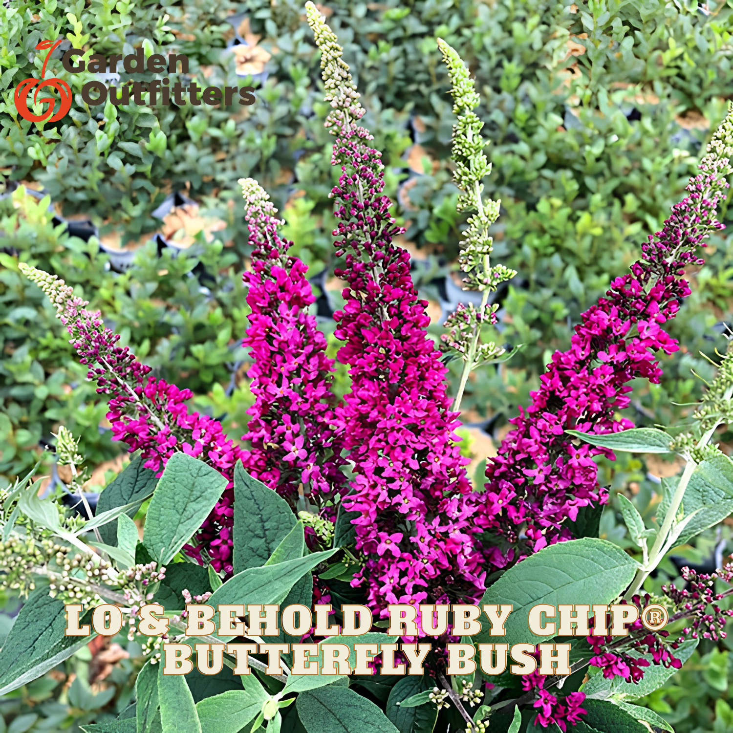Ruby Chip Butterfly Bush in full bloom with vibrant magenta-purple flowers and green leaves, shown outdoors with a Garden Outfitters logo and text overlay.