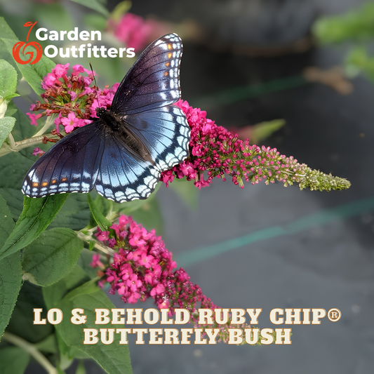 A Garden Outfitters logo appears over a close-up photo of a butterfly resting on pink butterfly bush flowers, with the text 'LO & BEHOLD RUBY CHIP BUTTERFLY BUSH' at the bottom.