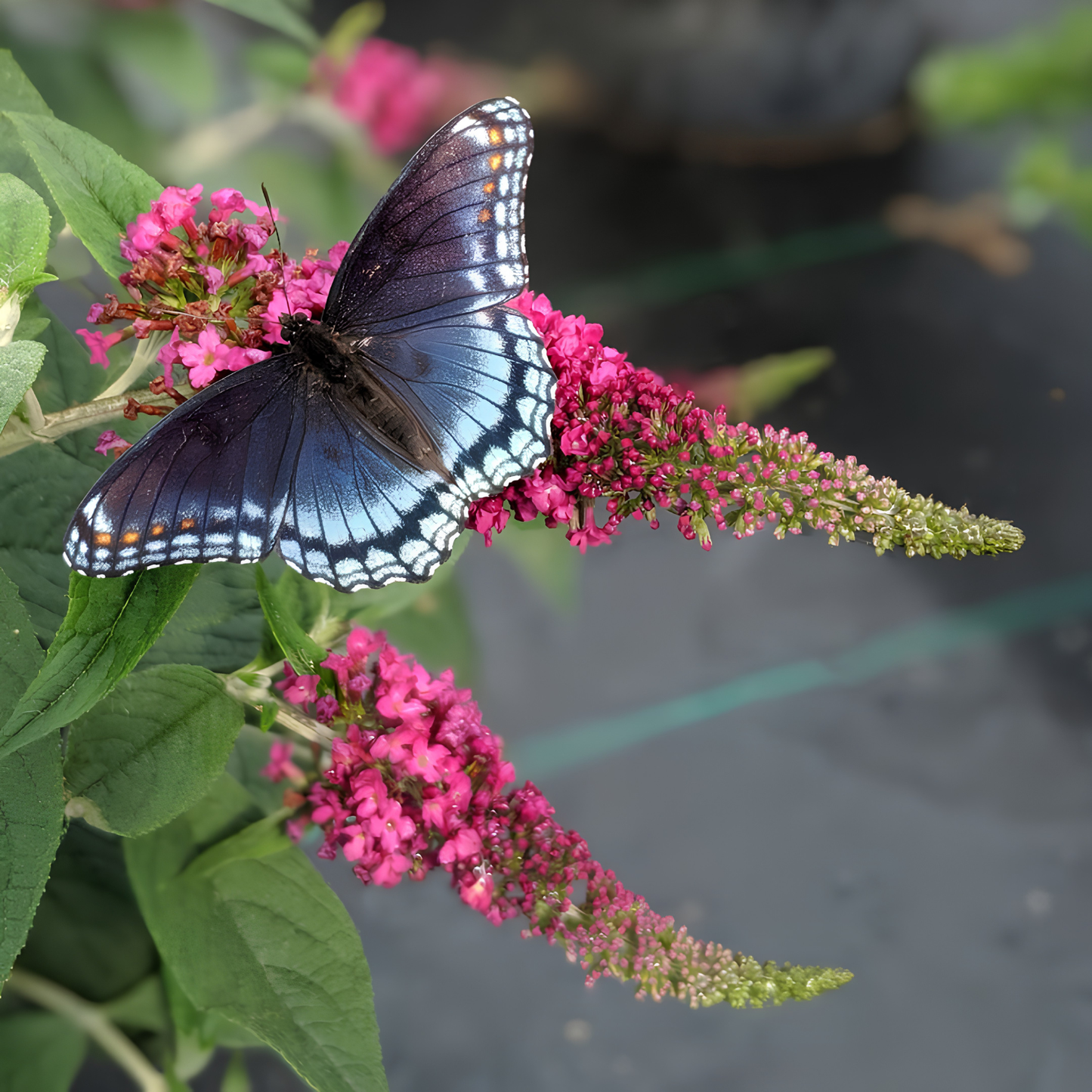 A close-up photograph of a dark butterfly perched on bright pink butterfly bush flowers with green leaves, set against a softly blurred garden background.