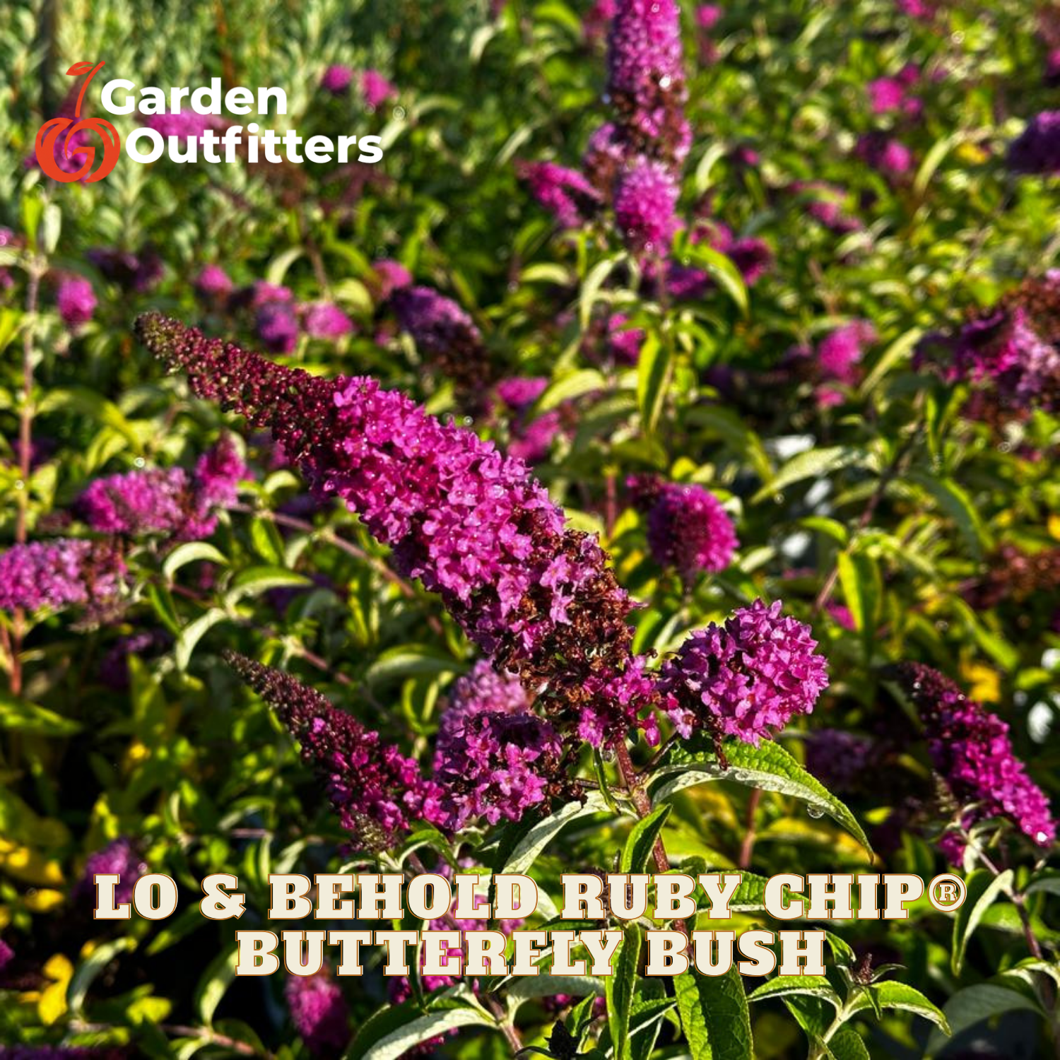 Blooming purple butterfly bush flowers with green leaves in a garden setting, featuring the Garden Outfitters logo and 'LO & BEHOVED RUBY CHIP BUTTERFLY BUSH' text overlays.