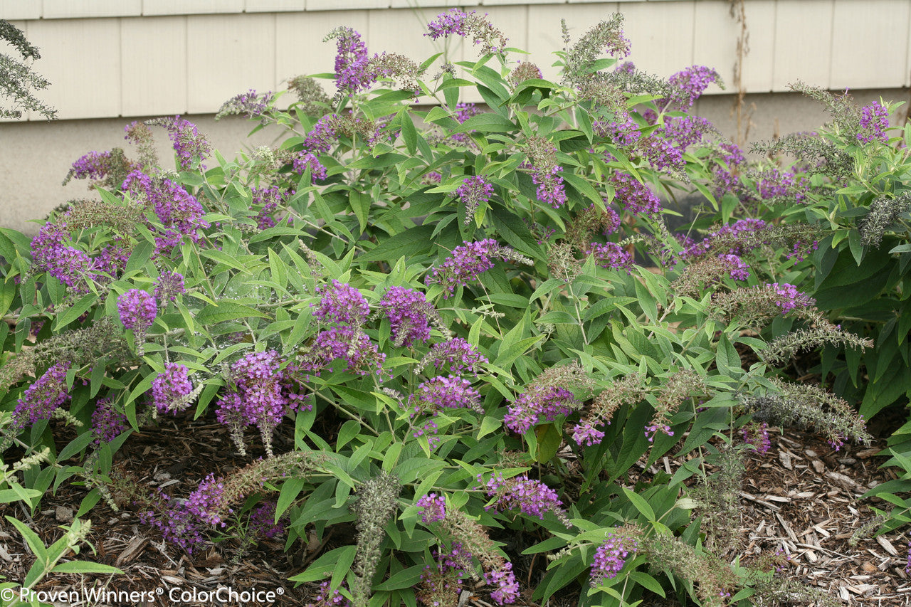 LO & BEHOLD BUTTERFLY BUSH PURPLE HAZE 2gal
