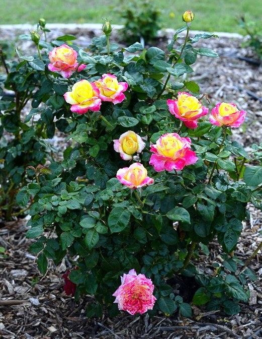 ROSE & FLOWER FOOD with SYSTEMIC 10lb