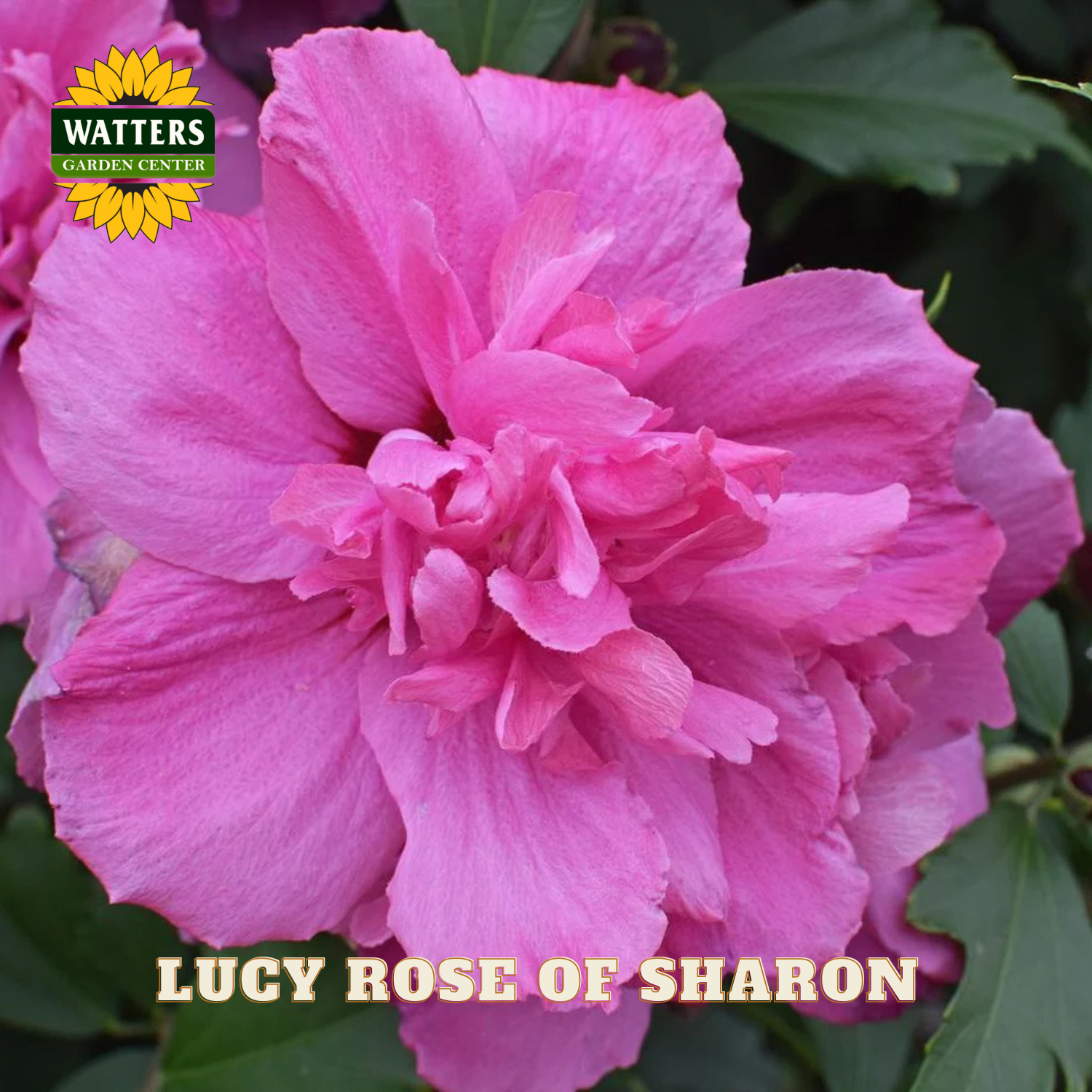 Pink flower with 'Watters Garden Center' logo and 'Lucy Rose of Sharon' text.
