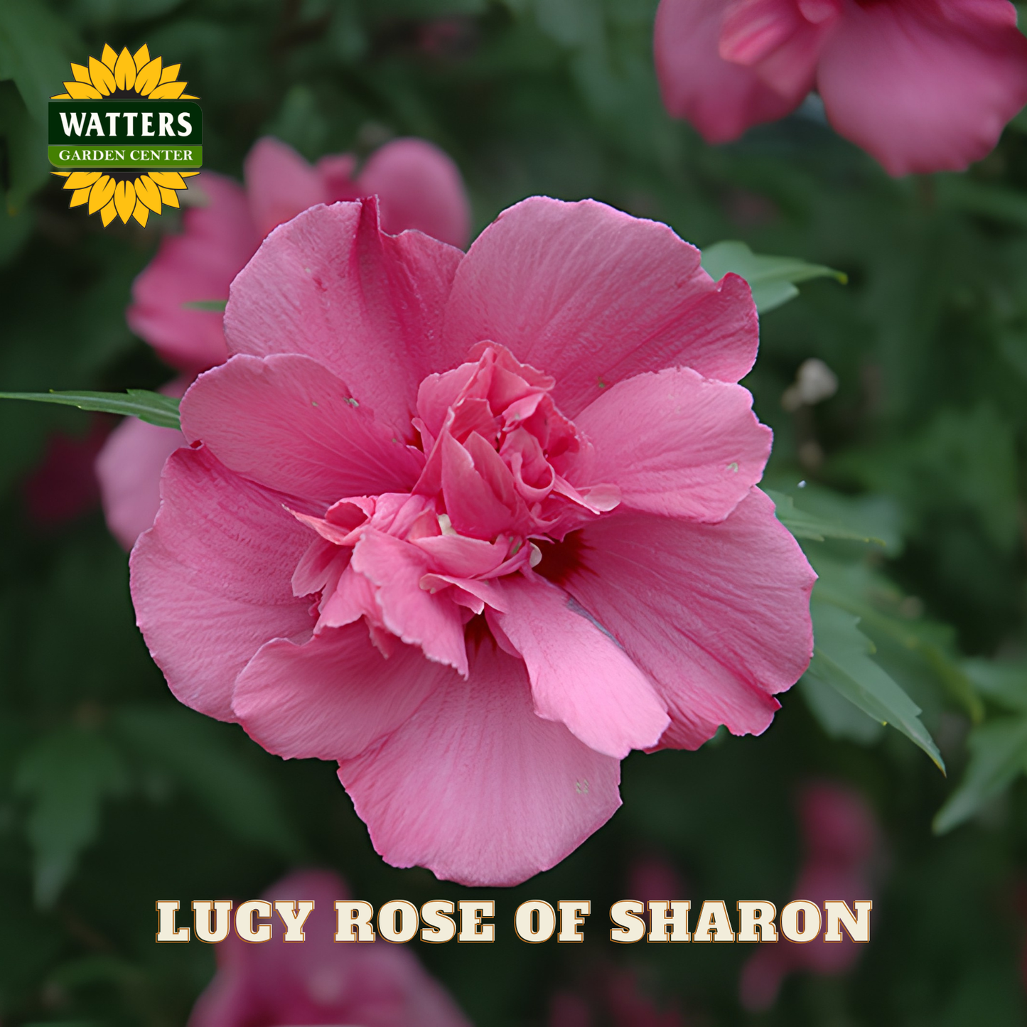 Pink flower with 'Watters Garden Center' logo and 'Lucy Rose of Sharon' text.
