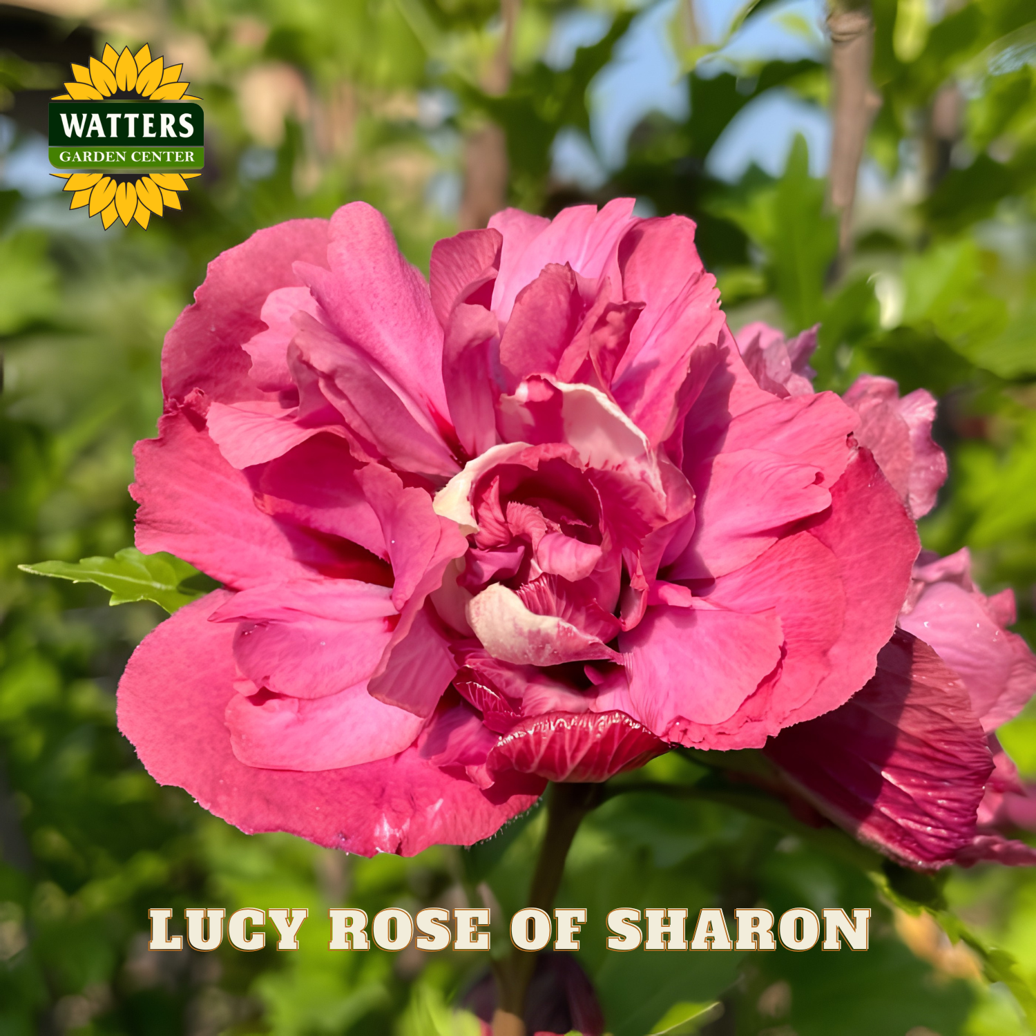 Pink flower with 'Watters Garden Center' logo and 'Lucy Rose of Sharon' text.