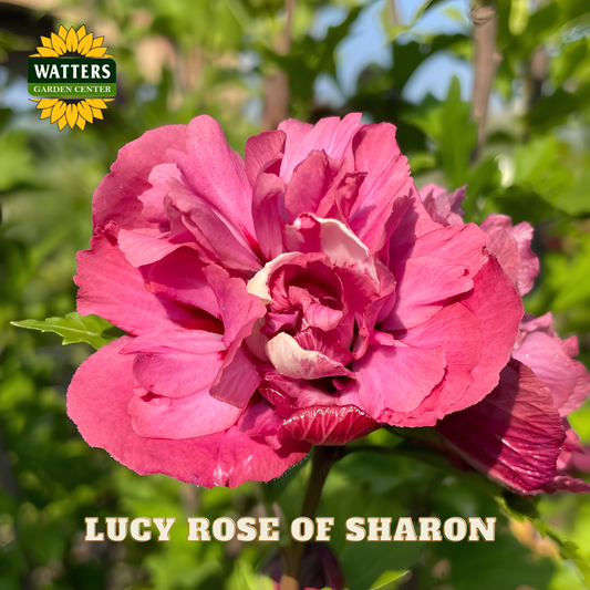 Pink flower with 'Watters Garden Center' logo and 'Lucy Rose of Sharon' text.