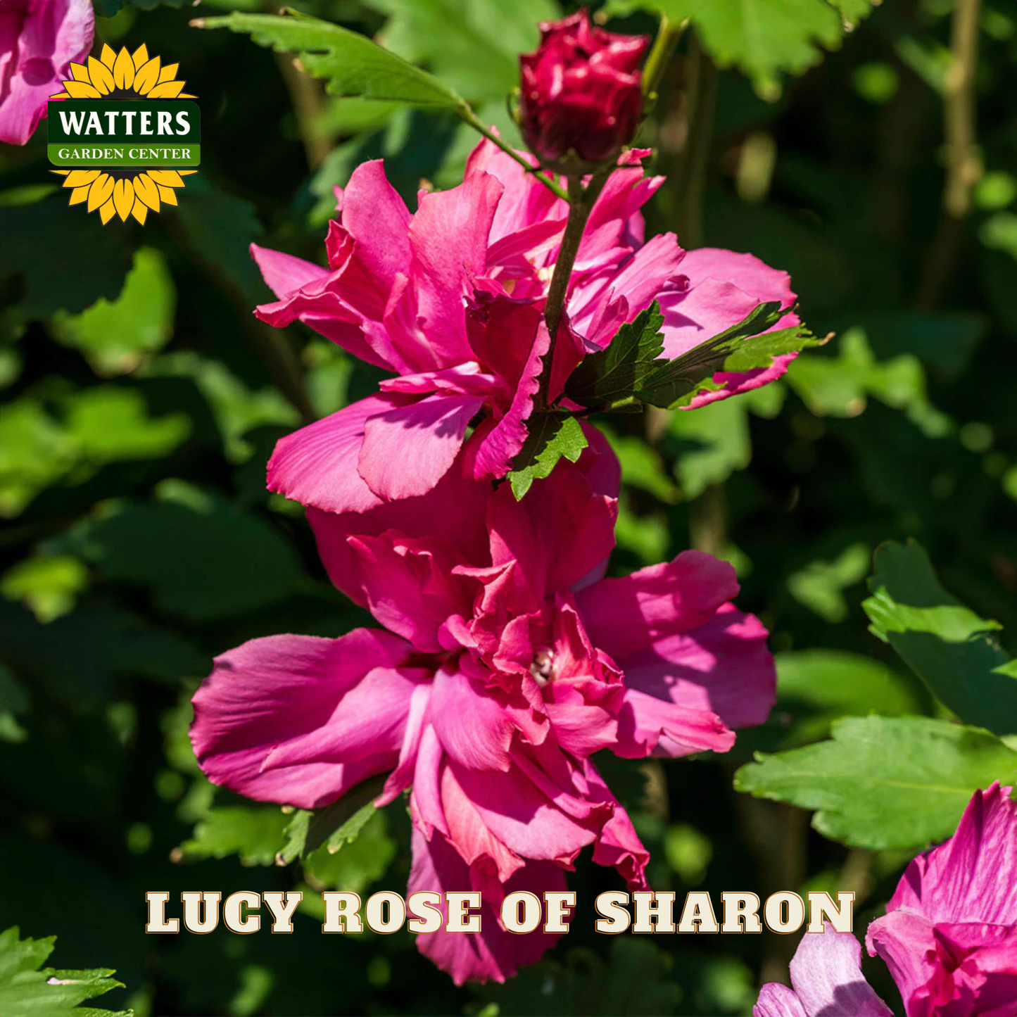 Pink flowers with green leaves and Watters Garden Center logo.