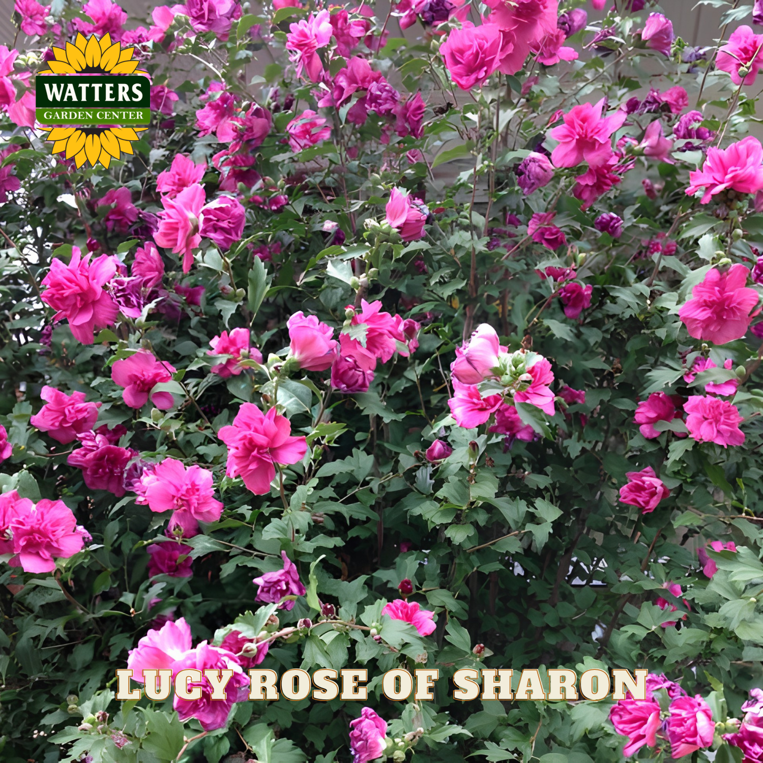 Pink flowers with 'Watters Garden Center' logo and 'Lucy Rose of Sharon' text.