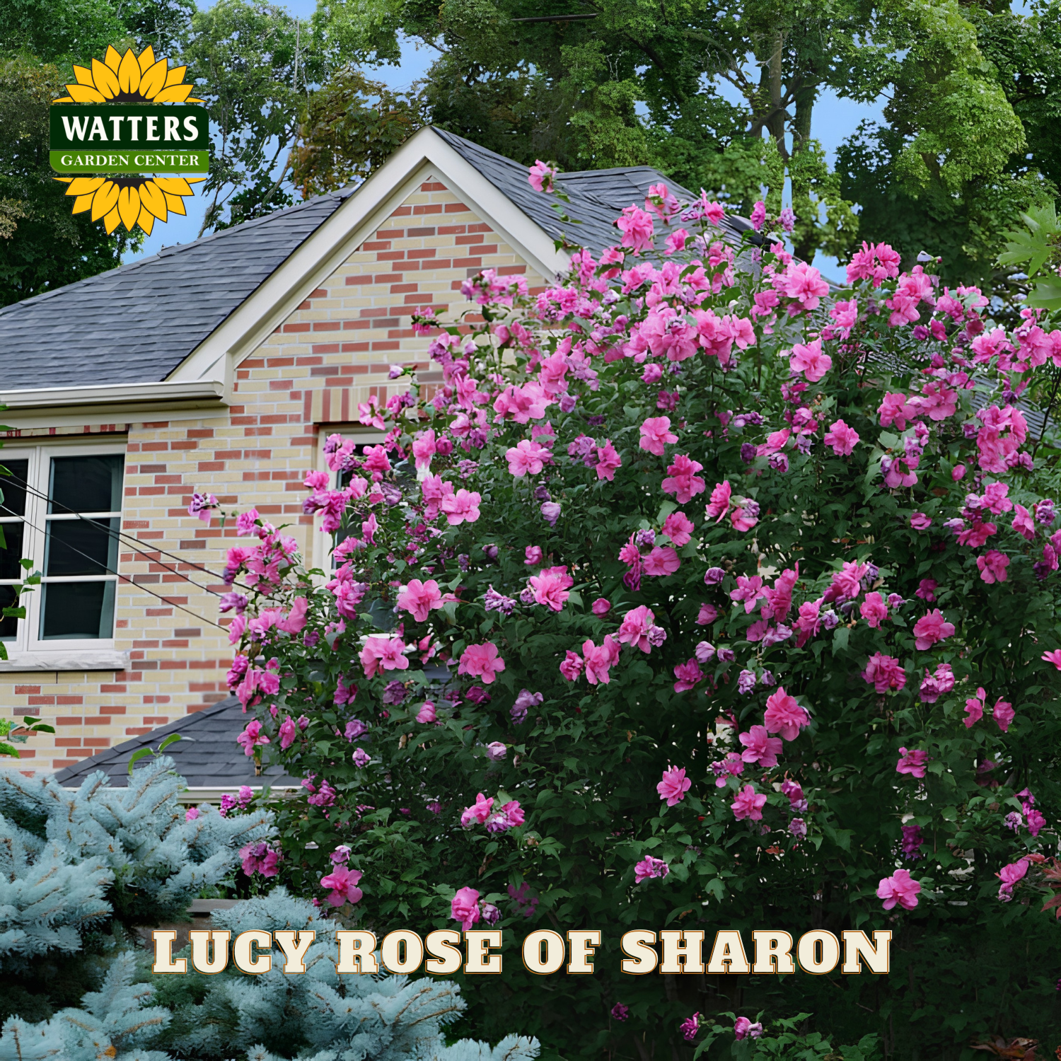 Pink flowering bush with a brick house in the background, featuring Watters Garden Center branding.