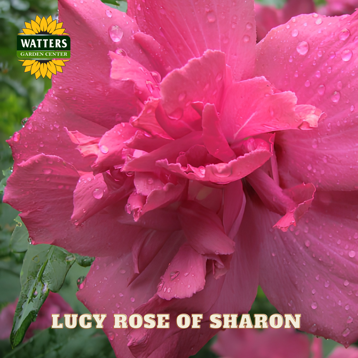 Pink flower with water droplets and 'Watters Garden Center' logo, featuring 'Lucy Rose of Sharon'.