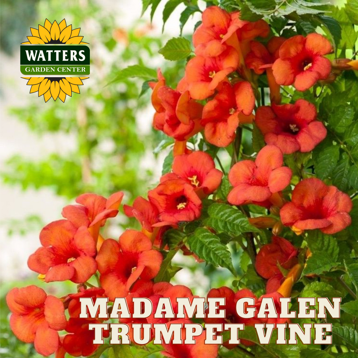 MADAME GALEN TRUMPET VINE 1gal