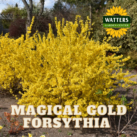 MAGICAL GOLD FORSYTHIA 1gal