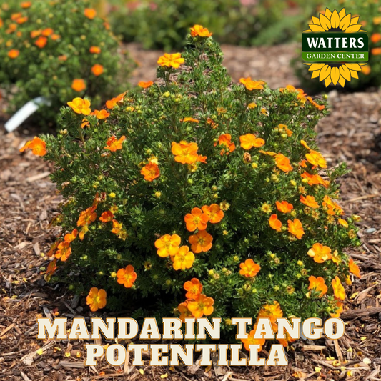 MANDARIN TANGO POTENTILLA 2gal