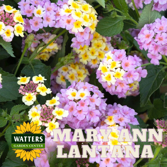 MARY ANN LANTANA 1gal