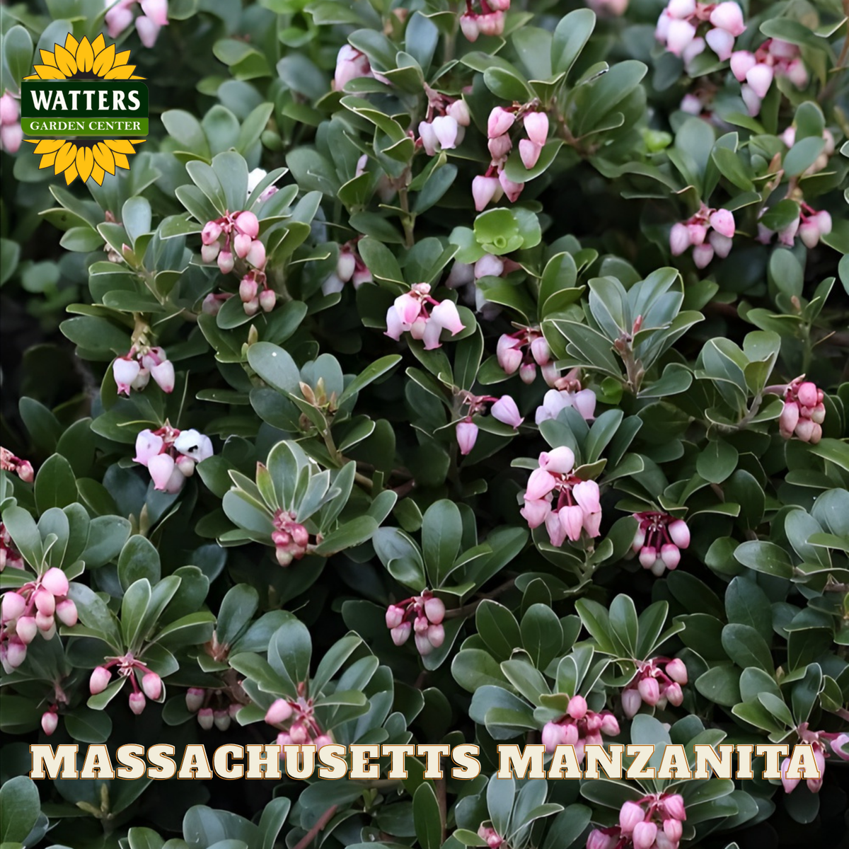 Massachusetts Manzanita plant with pink flowers and green leaves, branded with Watters Garden Center.