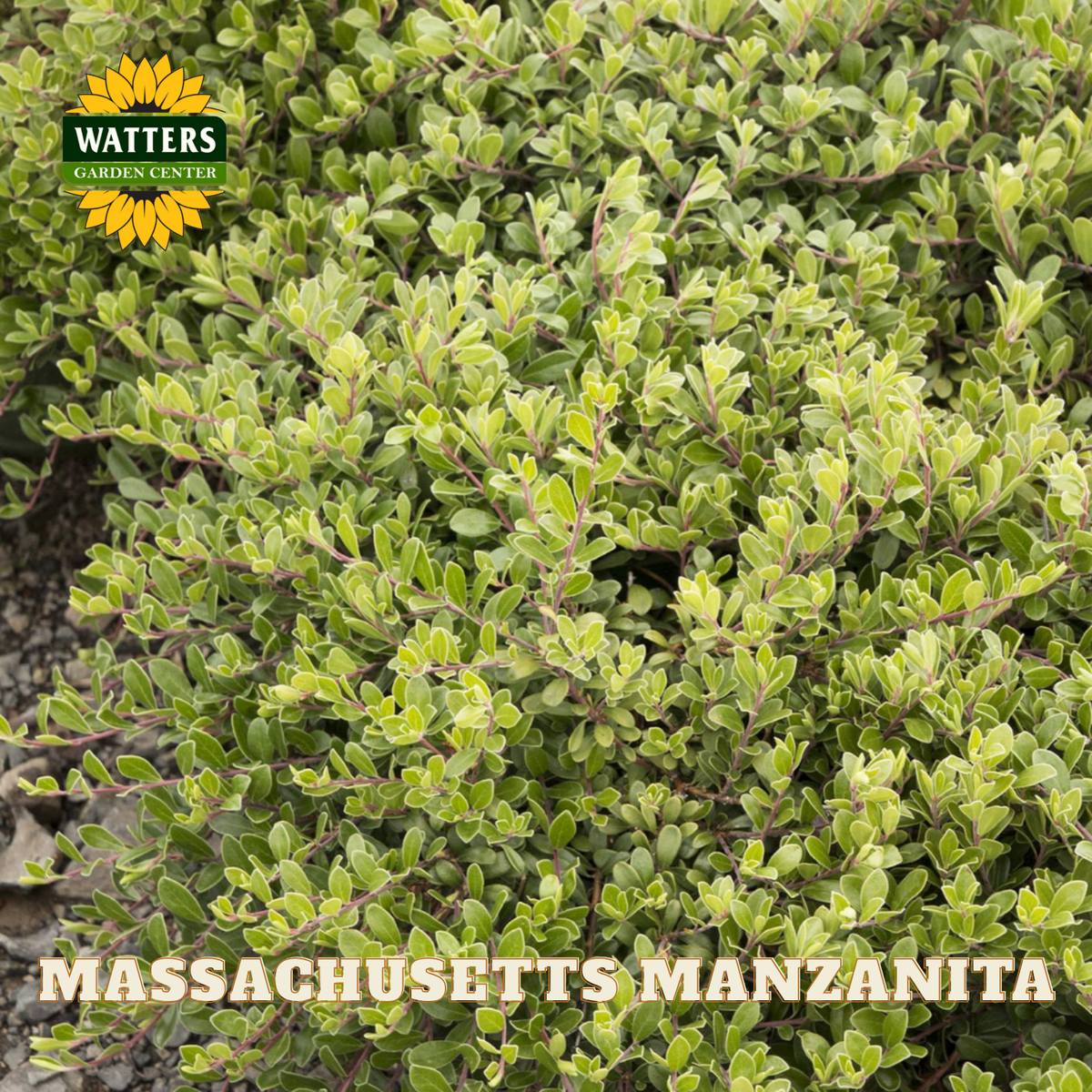 Massachusetts Manzanita plant with Watters Garden Center logo