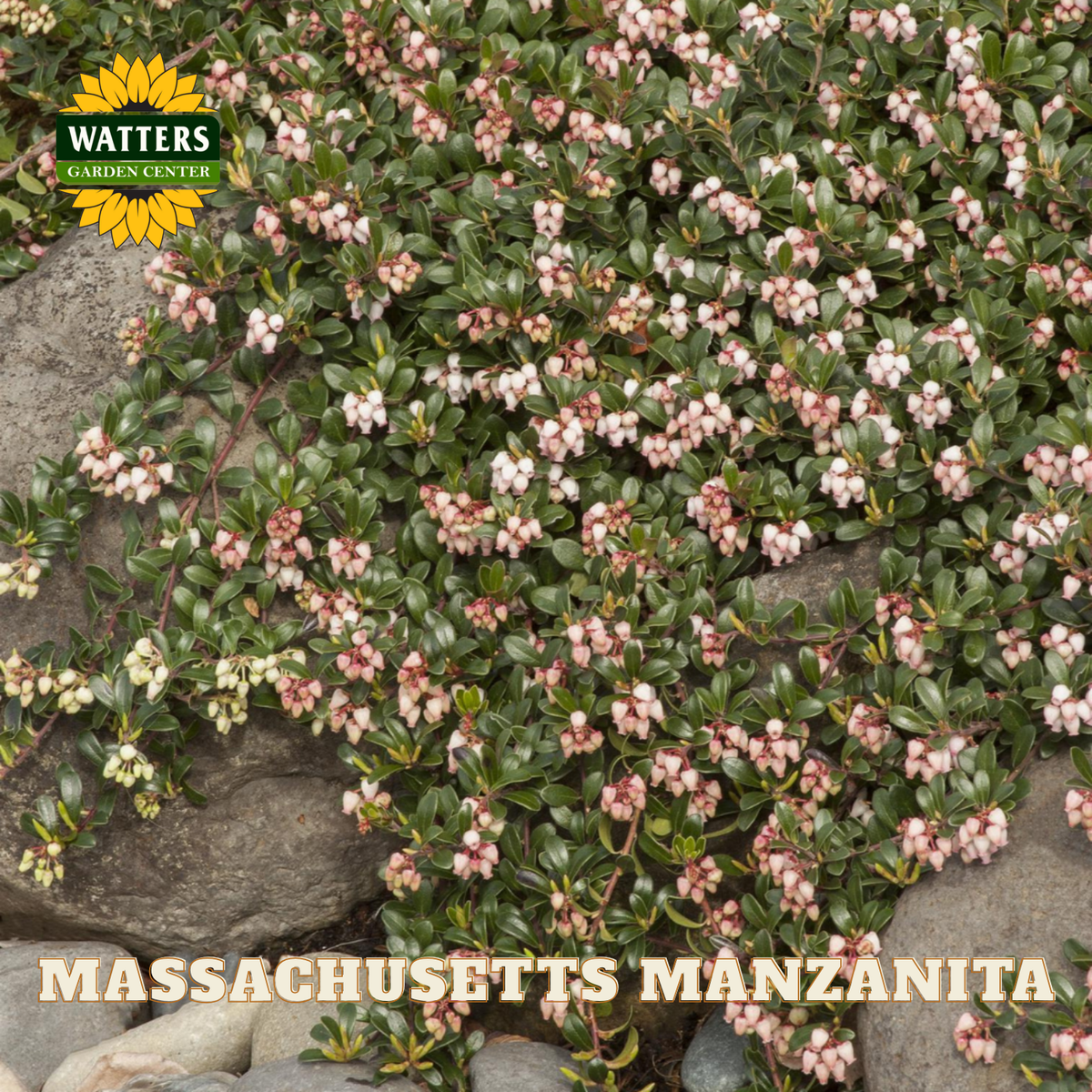 Massachusetts Manzanita plant with pink flowers and green leaves on a stone wall background, featuring Watters Garden Center logo.