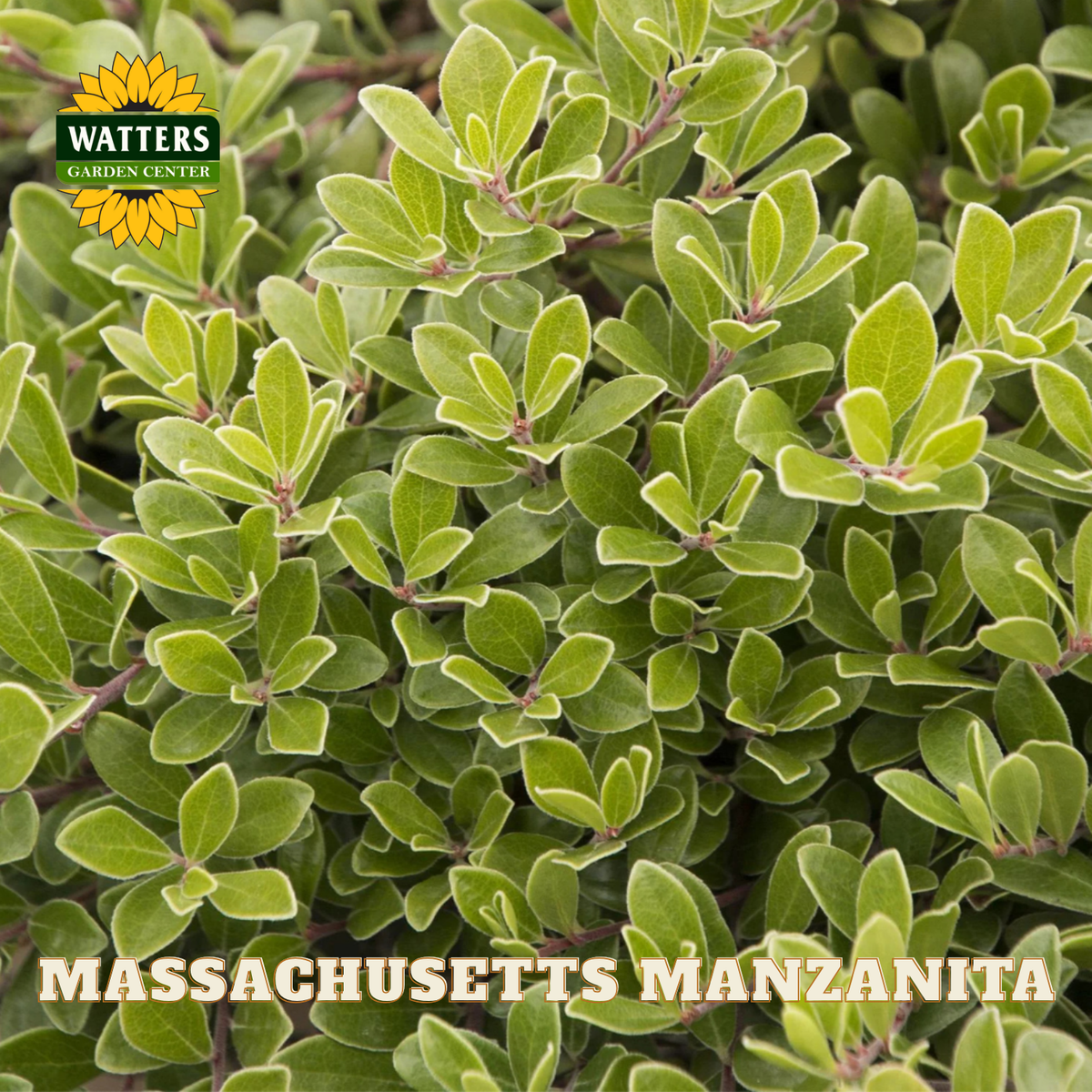 Massachusetts Manzanita with Watters Garden Center logo