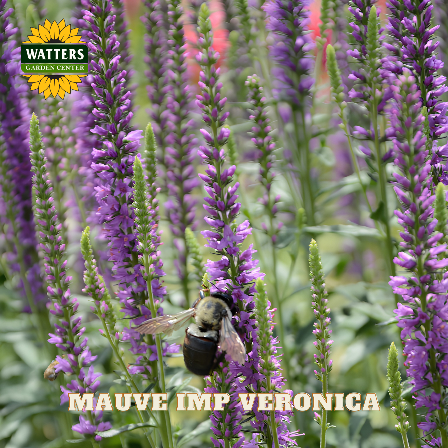 Mauve Imp Veronica flowers with a bee and Watters Garden Center logo.