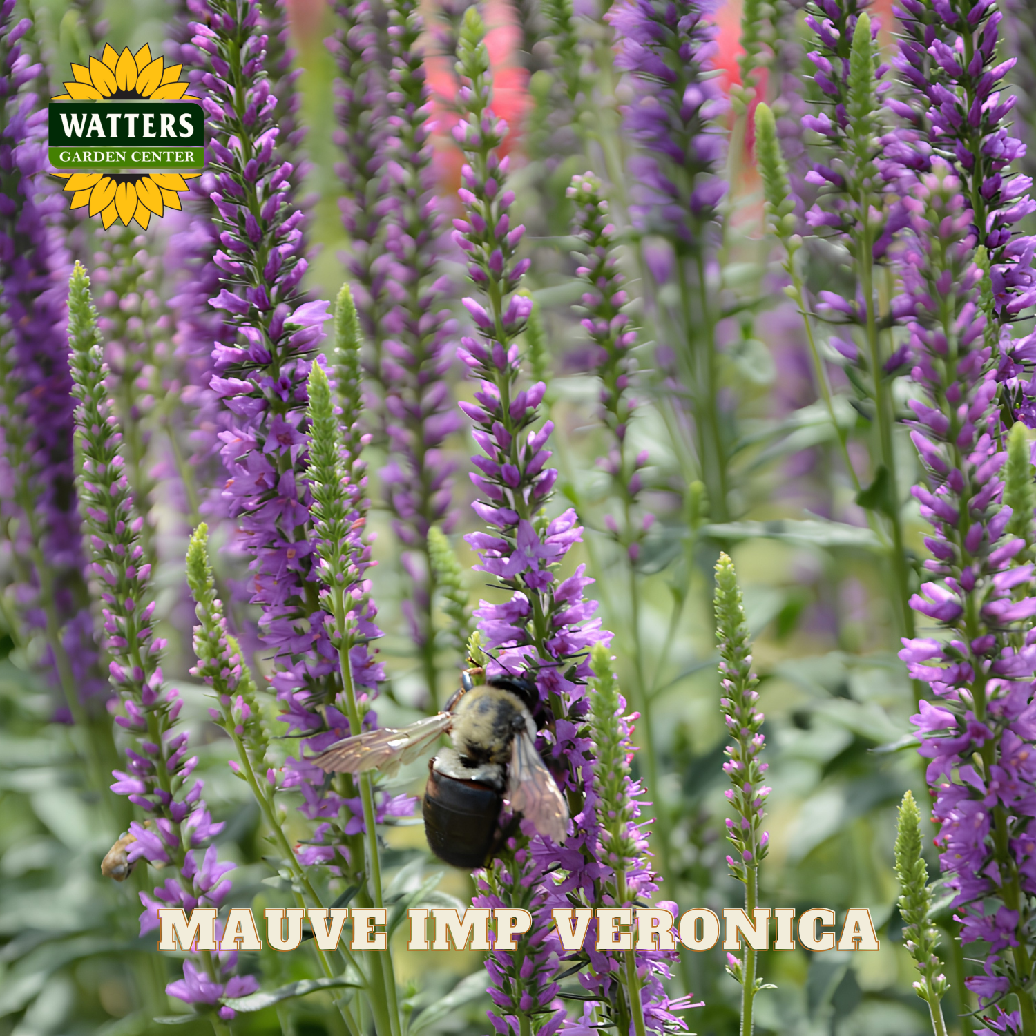 Mauve Imp Veronica flowers with a bee and Watters Garden Center logo.