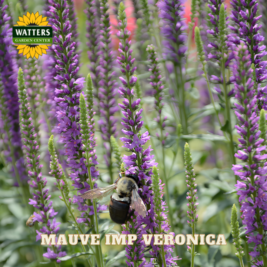 Mauve Imp Veronica flowers with a bee and Watters Garden Center logo.