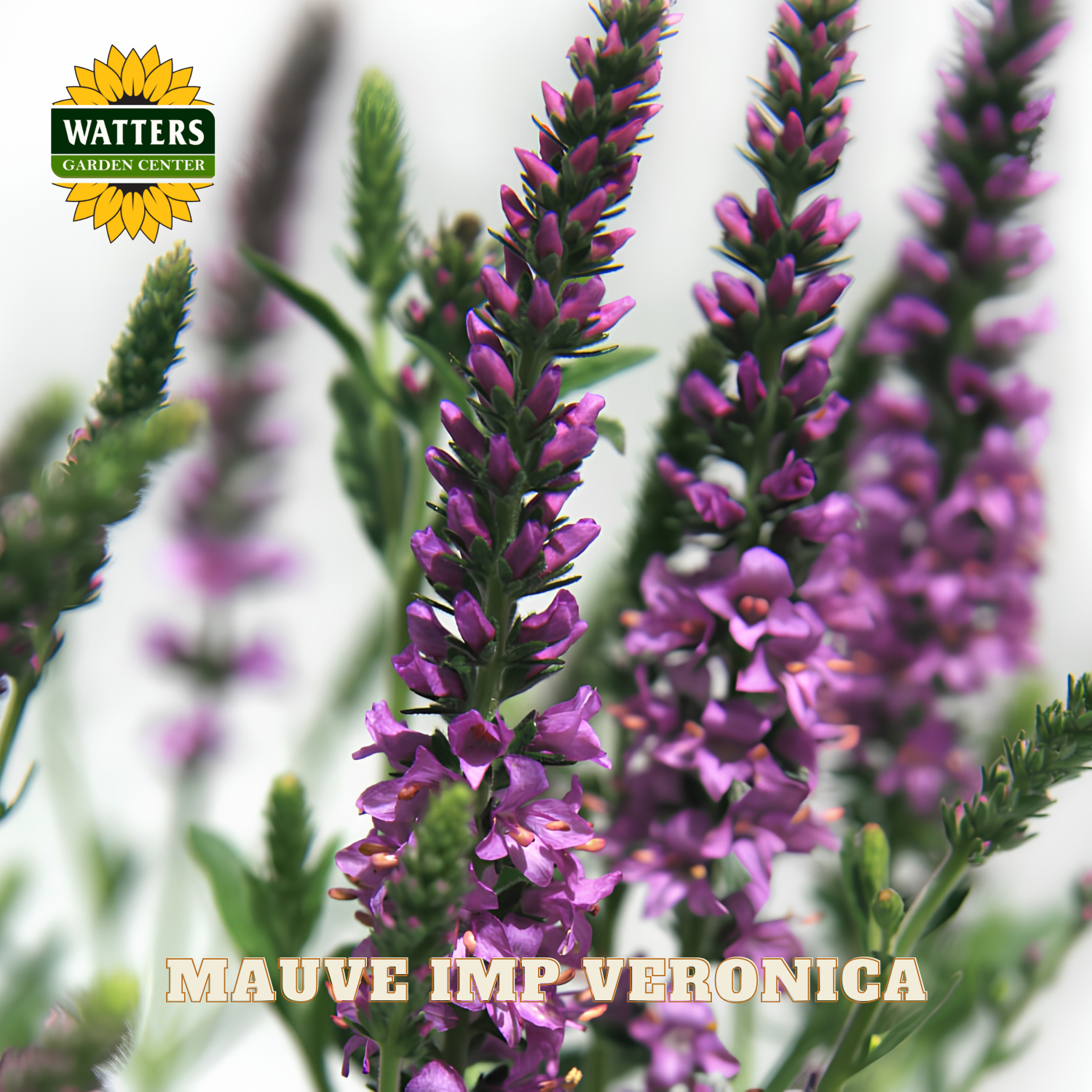Mauve Impatiens Veronica flowers with Watters Garden Center logo.