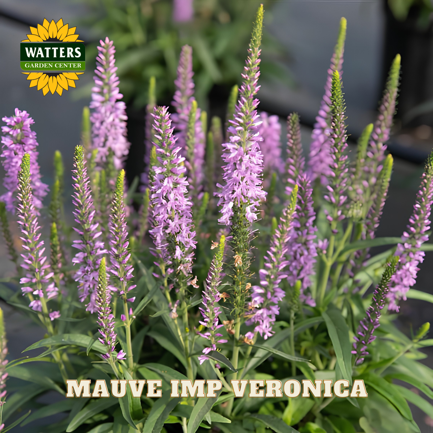 Mauve Imp Veronica plants with Watters Garden Center logo.